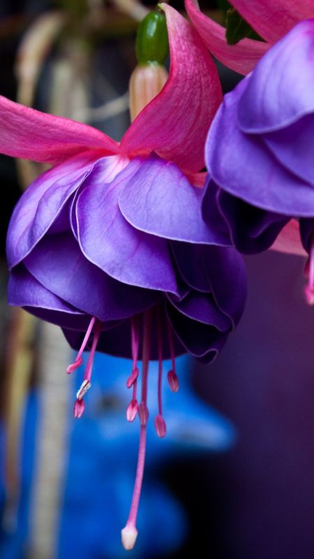 Wallpaper Violet flower Crocuses Closeup