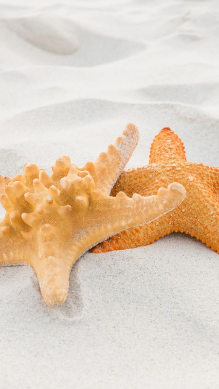 Starfish Wallpaper Download | MobCup