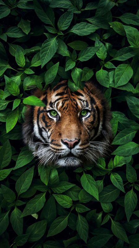 Animals Wallpapers  Top 25 Best Animals Wallpapers Download