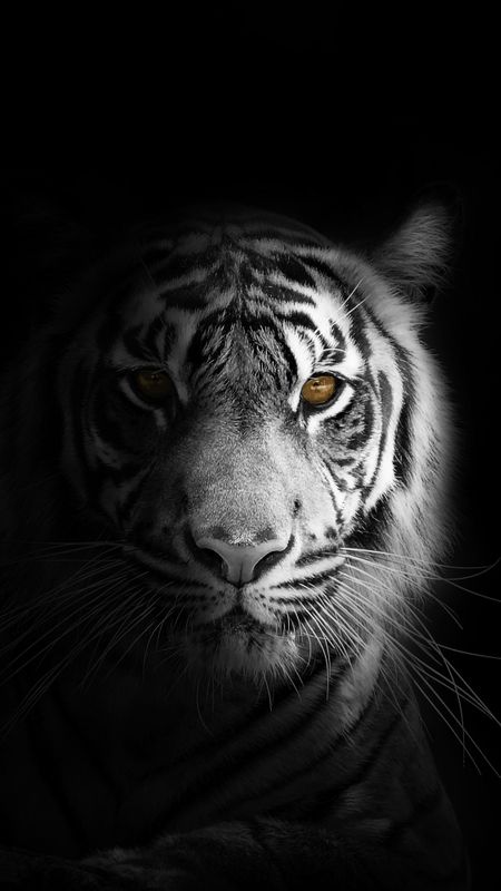 Tiger 1080x2280 Resolution Wallpapers One Plus 6Huawei p20Honor view  10Vivo y85Oppo f7Xiaomi Mi A2