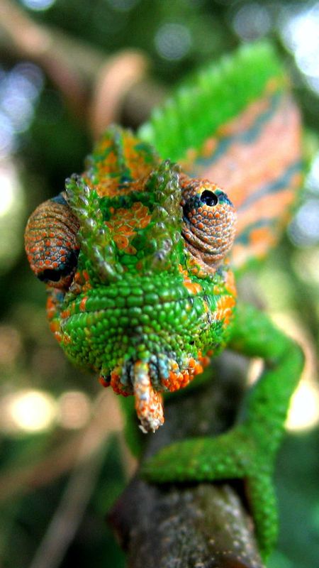 Chameleon Color Background Wallpaper iPhone