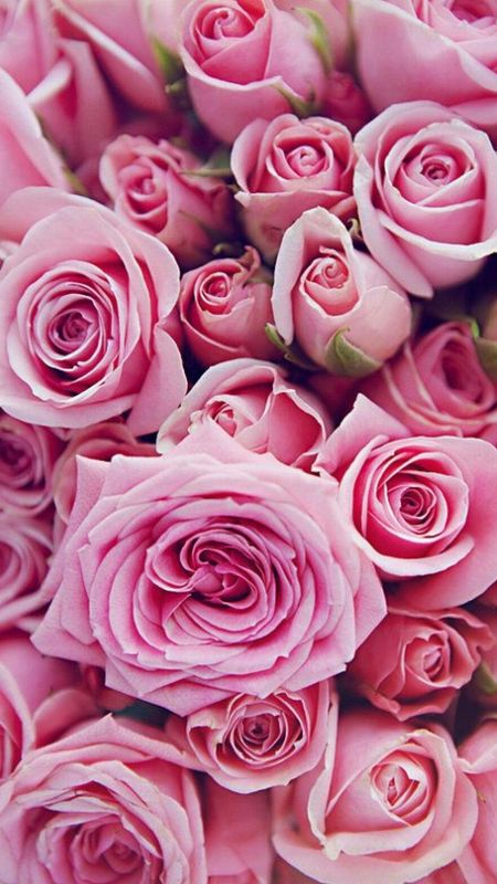 Pink Rose pink roses HD phone wallpaper  Peakpx