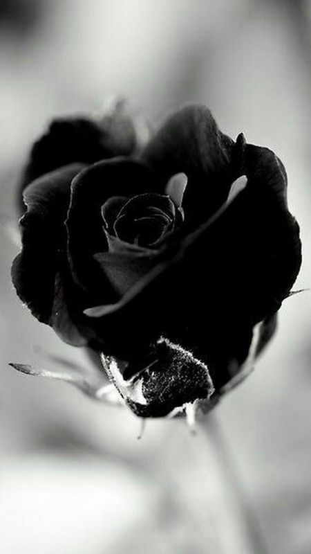 Black Rose | Black | Rose Wallpaper Download | MobCup