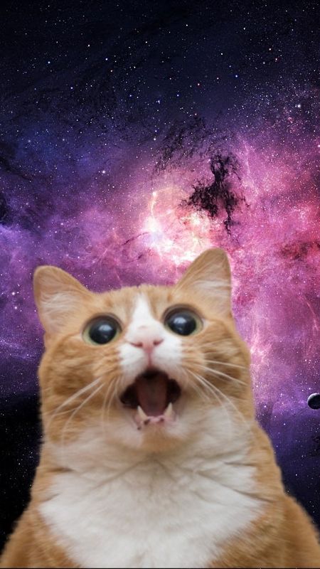 Funny Memes  Cosmic Cat  Space Background Wallpaper Download  MobCup