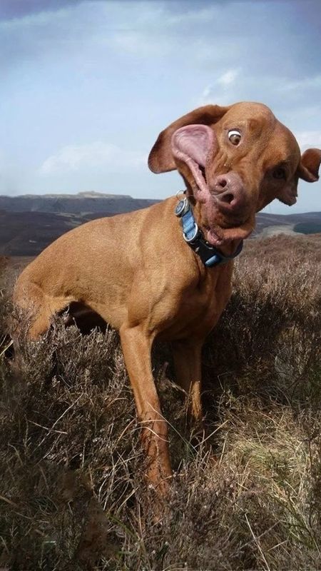 Funny Dog - funny face Wallpaper Download | MobCup