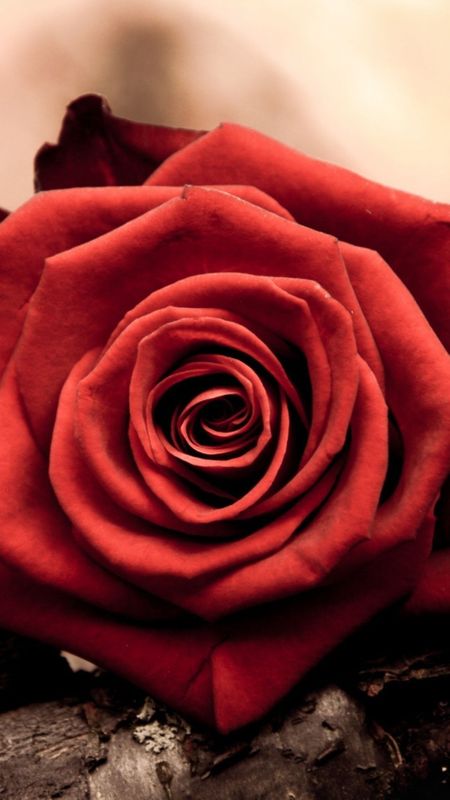 Red Rose - Beautiful Wallpaper Download | MobCup