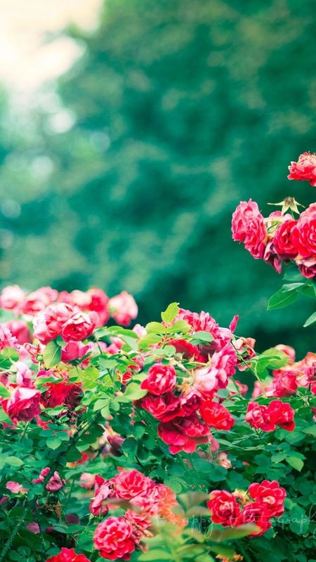 Beautiful Flowers Roses - Garden - Roses - Green Nature Wallpaper Download  | MobCup