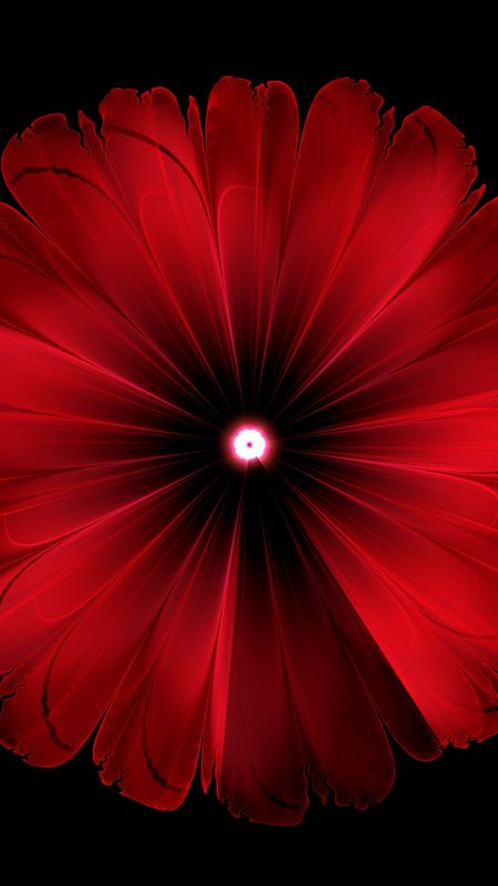 iPhone11papers.com | iPhone11 wallpaper | ao00-flower-red -nature-art-dark-minimal-simple