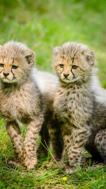 Cheetah babies Wallpaper Download | MobCup