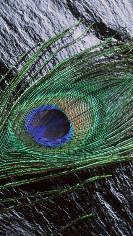 Peacock Feather - Beautiful - Feather Wallpaper Download | MobCup