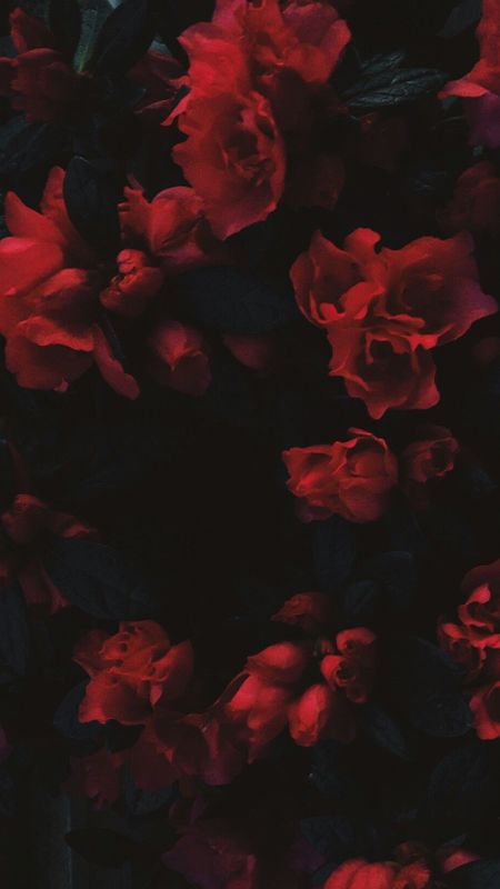 Red Aesthetic | Red Flowers Wallpaper Download | MobCup