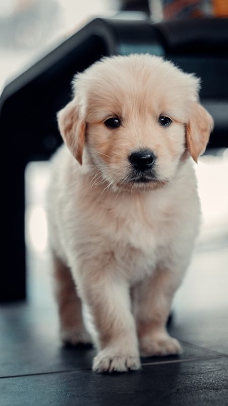 Cute Baby Animals Puppy Wallpaper Wallpaper Download | MobCup