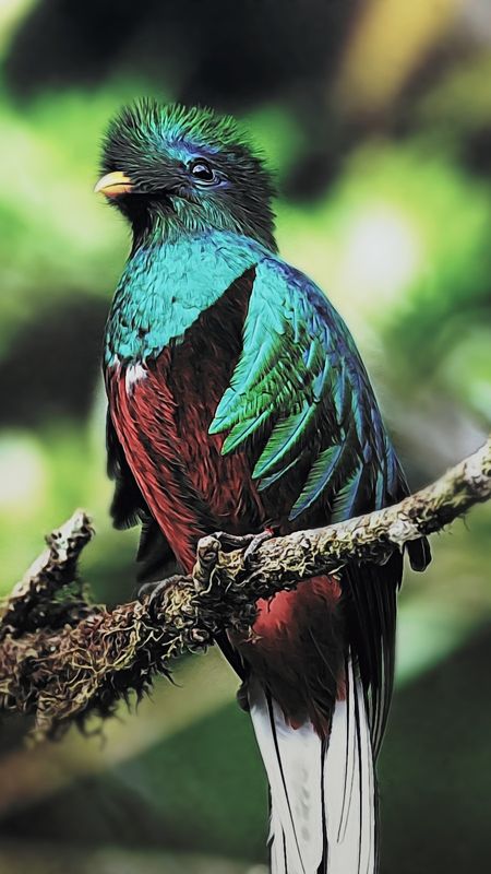Glaucous Quetzal Bird Wallpaper Download Mobcup