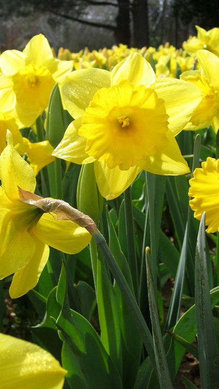 Download wallpaper 938x1668 daffodils, flowers, yellow, macro, spring  iphone 8/7/6s/6 for parallax hd background