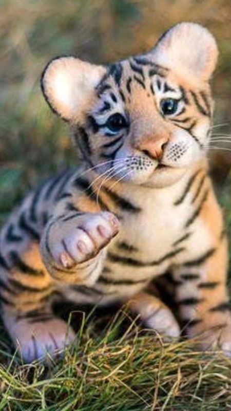 Cute baby tiger Wallpapers Download