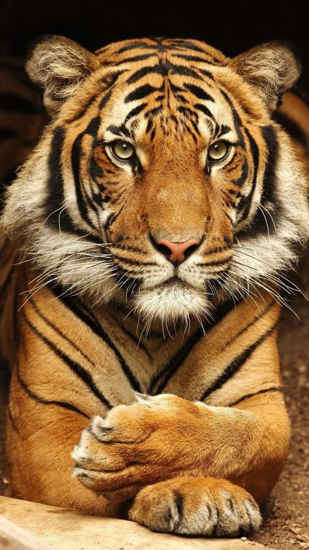 tiger wallpaper by surbhipanwar - Download on ZEDGE™ | a236