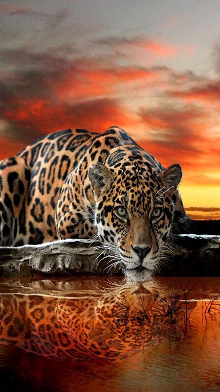 Wild Jaguar Wallpaper Download | MobCup
