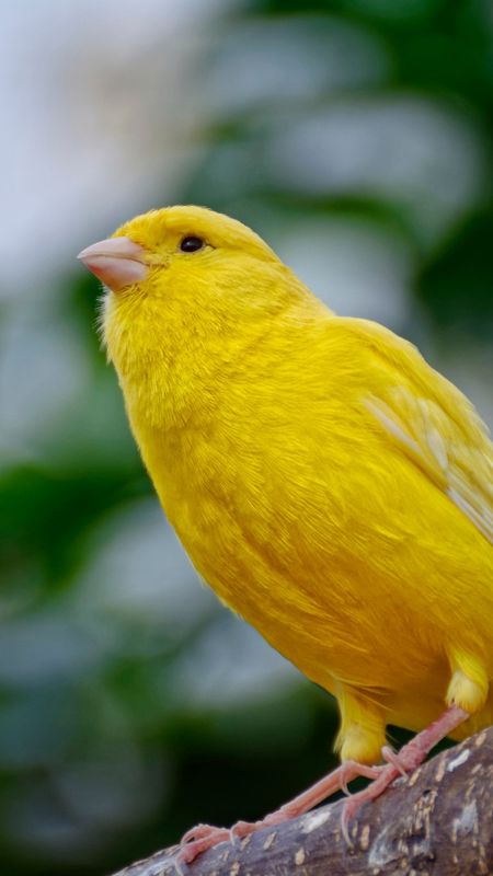 Canary, canar, bird, green, yellow, pasari, fir, HD wallpaper | Peakpx