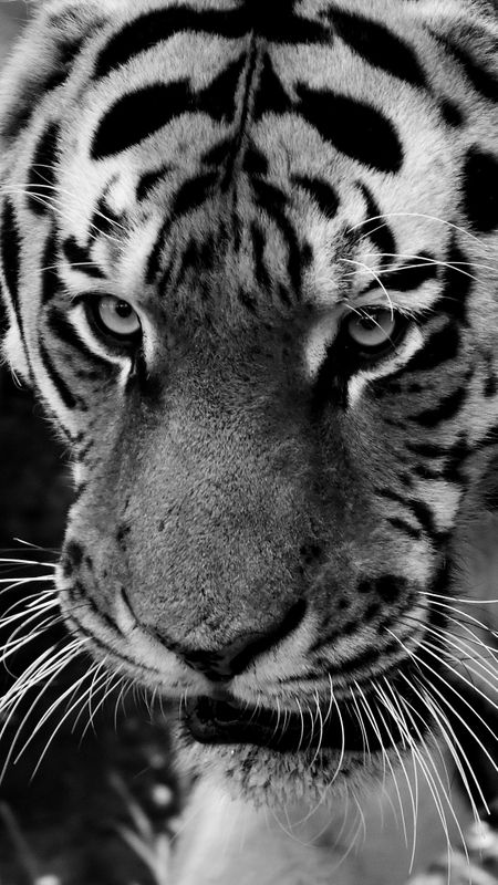 Black and White Tiger Wallpaper Download | MobCup