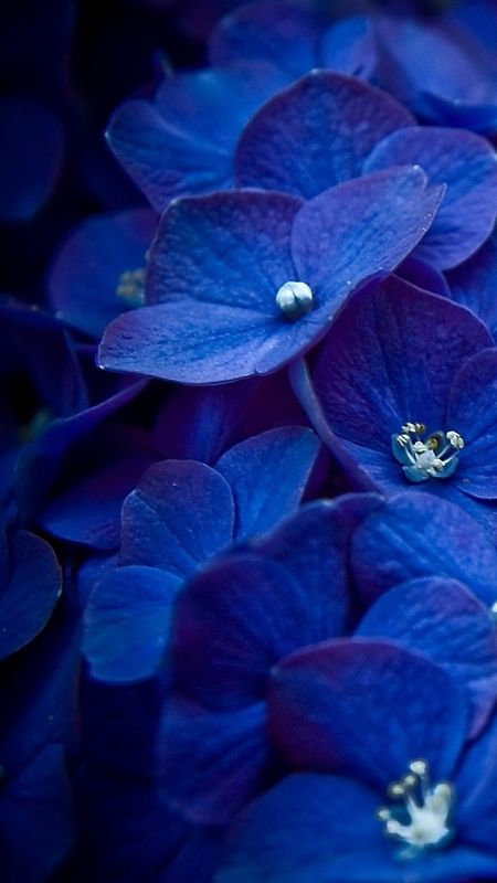 20000 Free Blue Flower  Flower Images  Pixabay