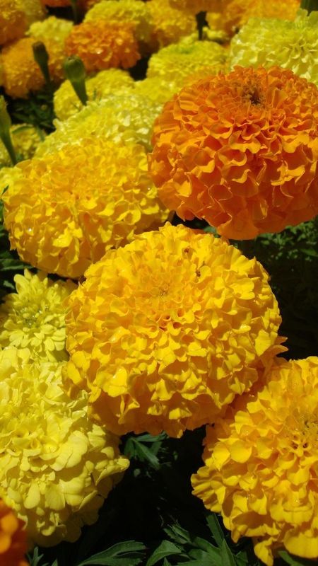 Marigold | Orange | Yellow Wallpaper Download | MobCup