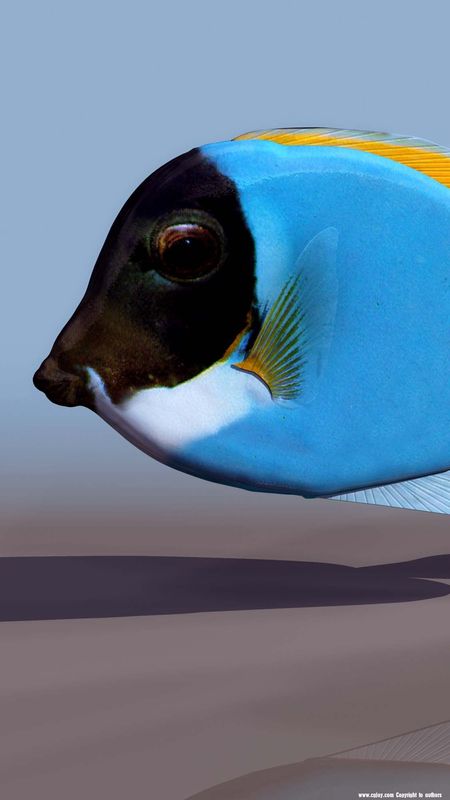 Hd Fish Aquarium Animated Wallpaper Free Download Moving Wallpaper  फट  शयर