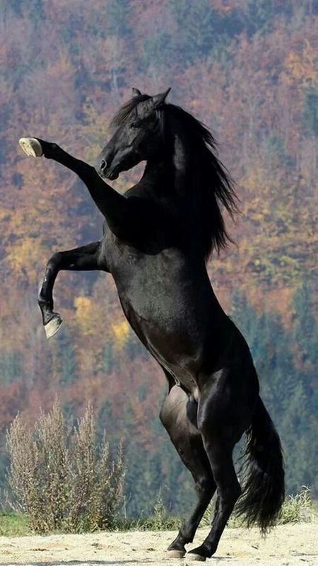 black stallion wallpaper