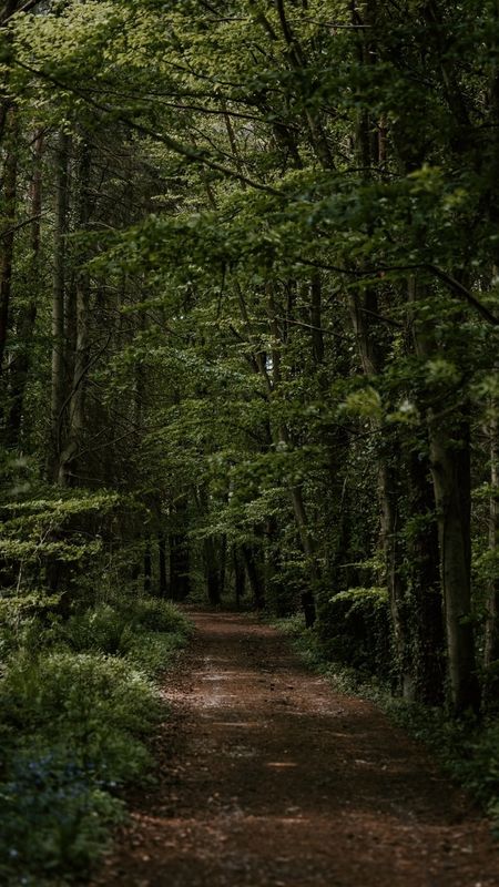 Dark Green Forest Images  Browse 547486 Stock Photos Vectors and Video   Adobe Stock