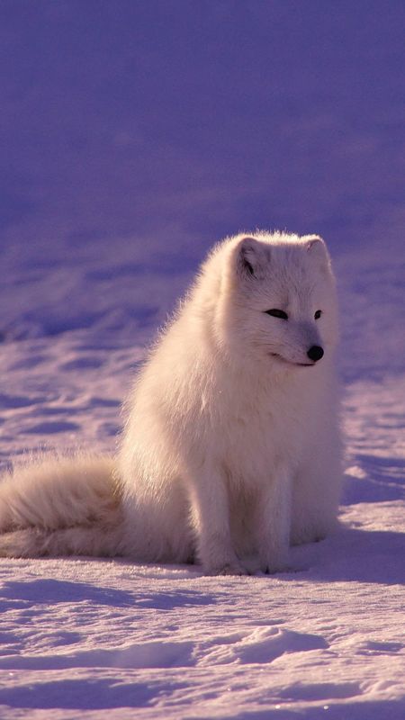 baby arctic fox wallpaper