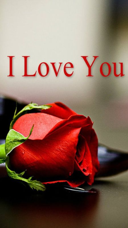 I Love U With Red Rose Wallpaper Download | MobCup
