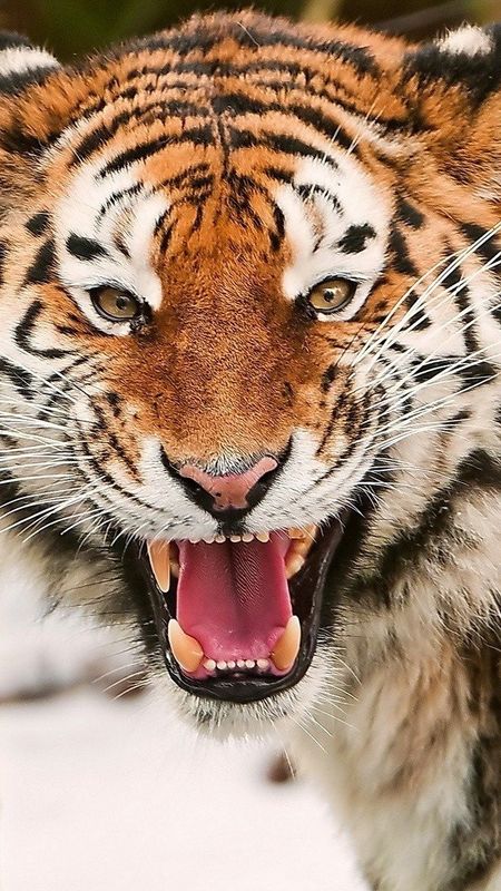 Tiger Photo - Roaring Face Wallpaper Download | MobCup