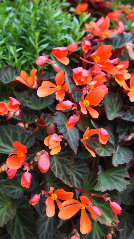 Begonia | Orange | Adorable | Flowers Wallpaper Download | MobCup