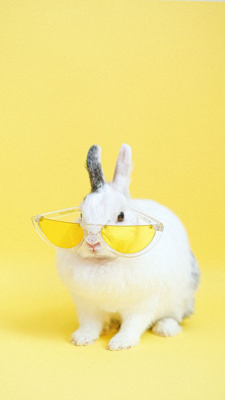 Cute Animals Rabbit With Sunglasses Wallpaper Download  MobCup