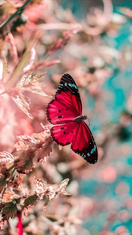 Red Butterfly Adorable Aesthetic Wallpaper Download Mobcup