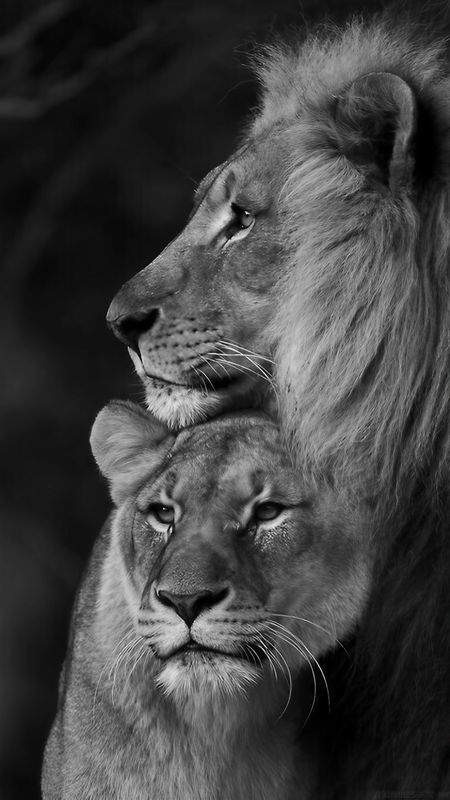 lion and lioness wallpaper iphone 5