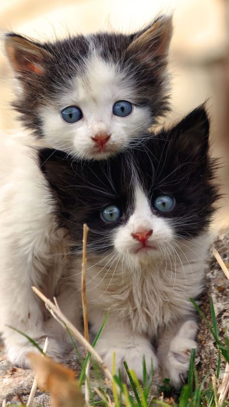 Cute Baby Cat | Adorable Two Cats | Two Kitten | Black and White Kitten  Wallpaper Download | MobCup