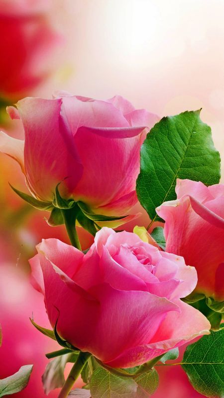   Pink Rose for Princess  Daydreaming Wallpaper 22779077  Fanpop   Pink flower pictures Beautiful pink flowers Beautiful pink roses