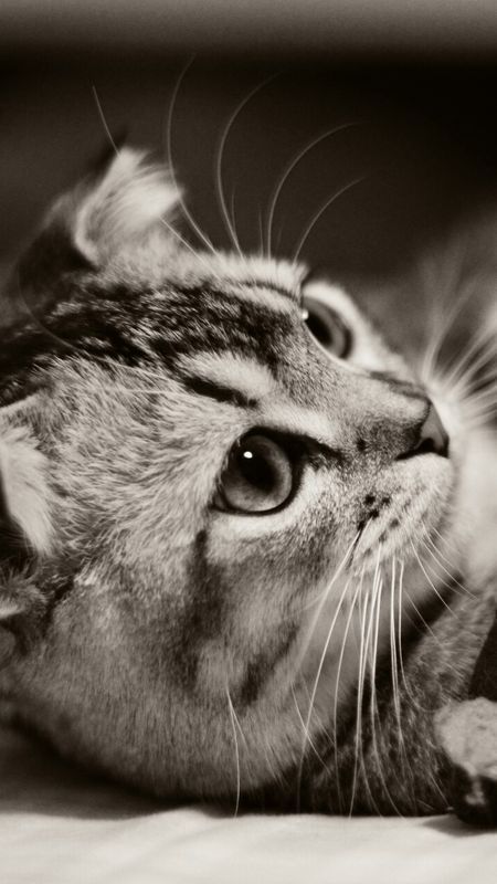 Cute Cat - Black And White Wallpaper Download | MobCup