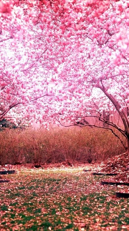 May - Pink Nature Wallpaper Download | MobCup