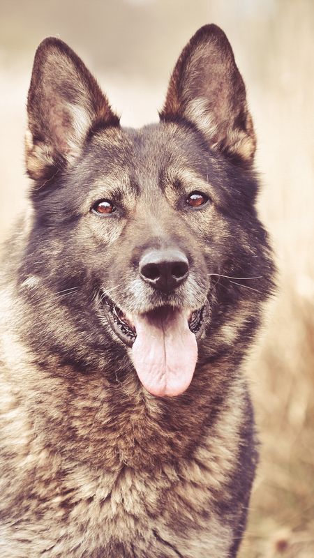 German Shepherd Dog At Sunset Wallpapers And Images Wallpapers ... Desktop  Background