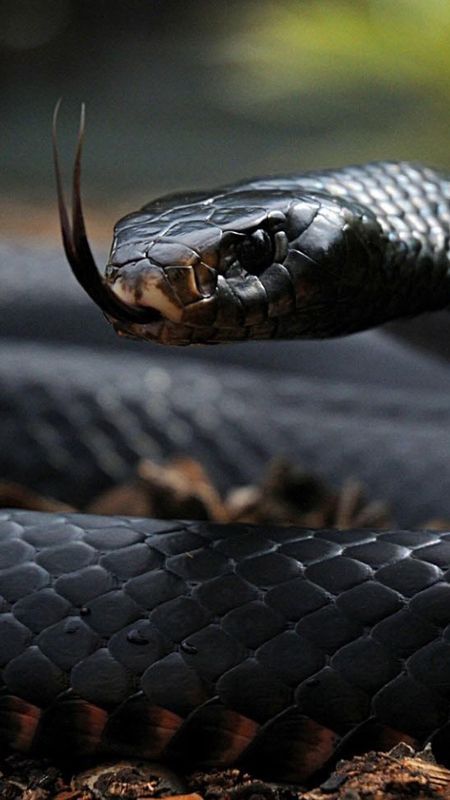 Snake | King Cobra Snake Wallpaper Download | MobCup