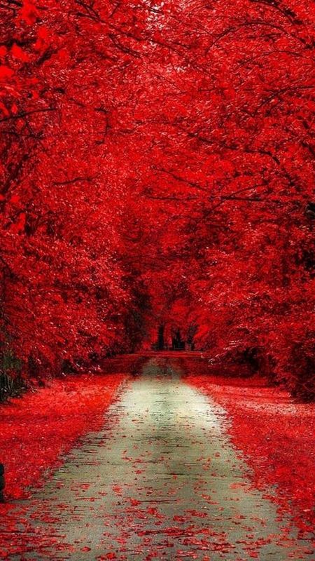 Red Forest Wallpaper Autumn Nature Road Tree Leaves Woody Plant   Wallpaperforu