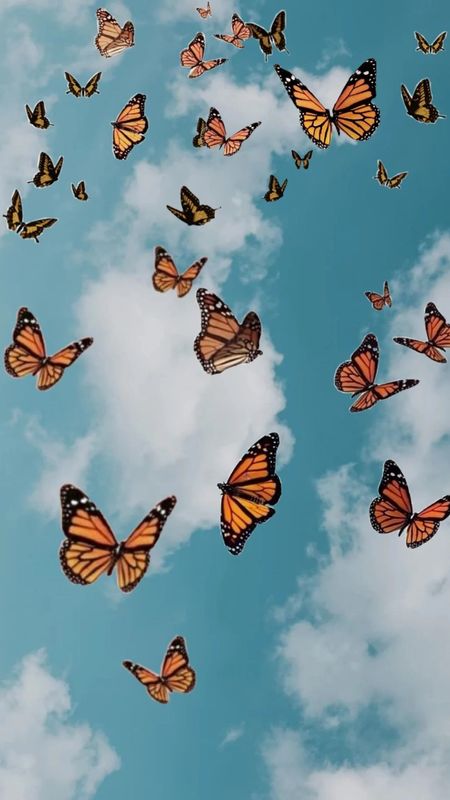 orange butterfly background