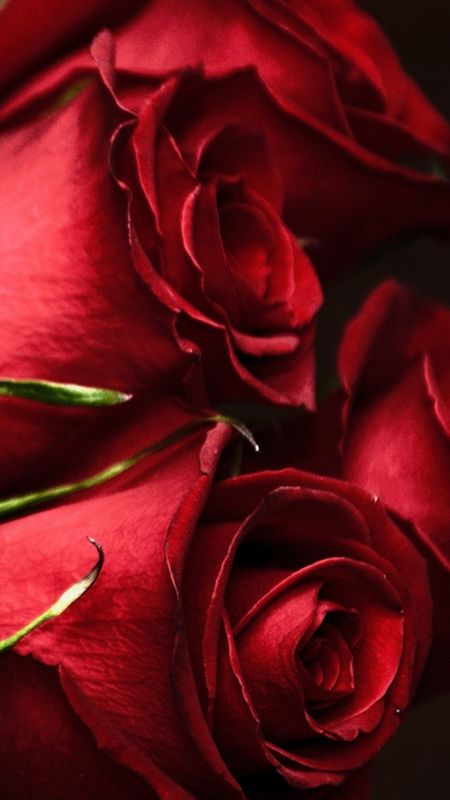 Beautiful Rose - Red Flowers - HD Background Wallpaper Download | MobCup