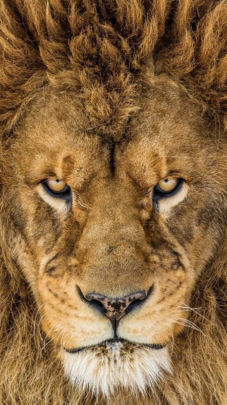 Angry Lion Look Wallpaper Download | MobCup