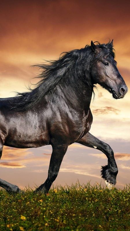 Running Horse With Long Hair Wallpaper Download | MobCup