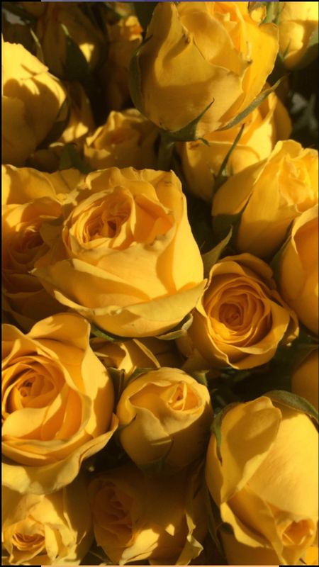 Pink and yellow roses jewel 1080x1920 iPhone 8766S Plus wallpaper  background picture image