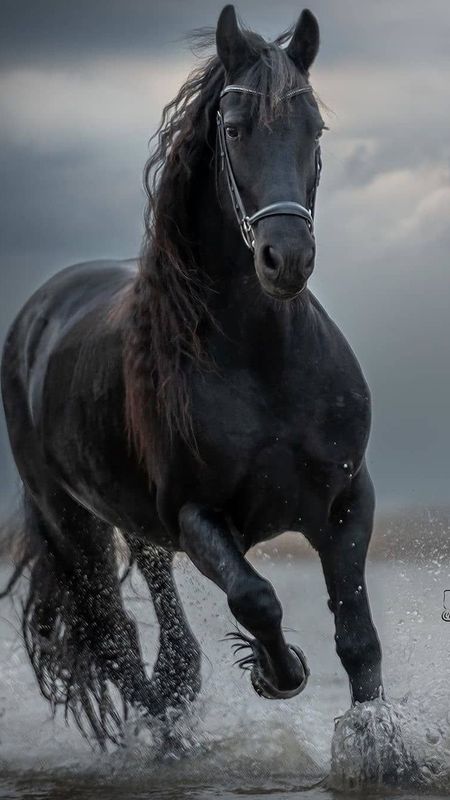black horse wallpaper hd