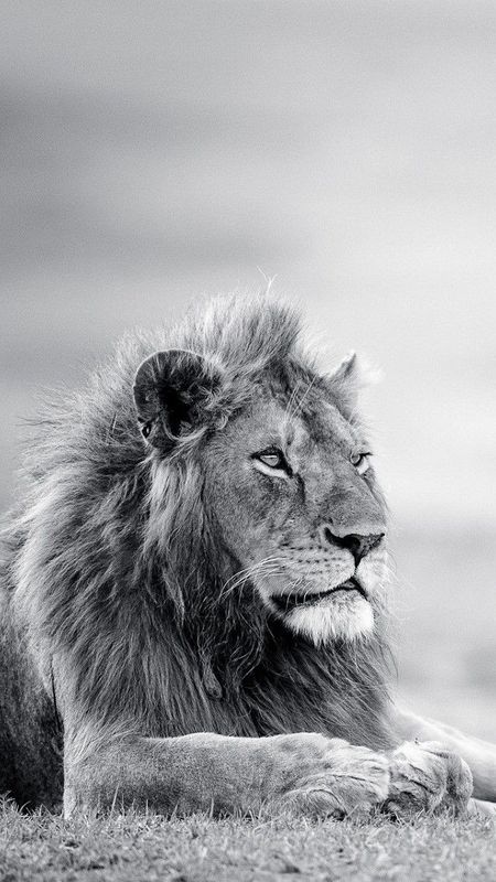 Danger Lion - Black And White - Background Wallpaper Download | MobCup