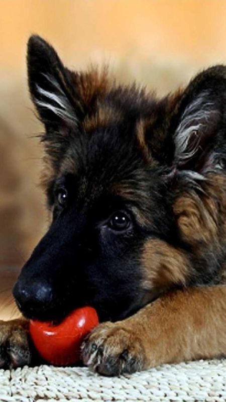 German Shepherd Dog - Cute - Puppy - Playing Wallpaper Download | MobCup German Shepherd Dog - Cute - Puppy - Playing Wallpaper Download | MobCup